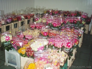 Комнатные растенния оптом #185484