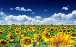 Продам посевной материал кукурузы #204420