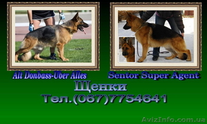 Немецкая овчарка. Щенки.  #204205