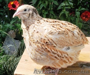 Продам перепелов разных пород и возраста. #204749