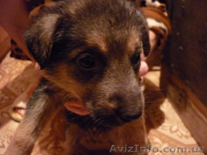 ОТДАМ щенят немецкой овчарки в хорошие руки! #197304