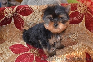 Щенки йоркширского терьера... #192620