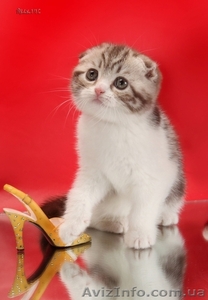 Шотландский вислоухий котенок – лучший подарок  #196630