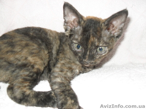 чудестная девочка #199041