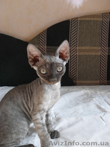 КОТЯТА ДЛЯ ДУШИ #191191