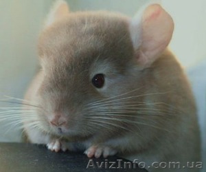 Шиншиллята ищут своих хозяев! #213930