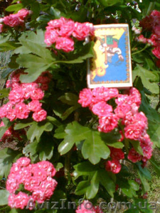 Продаём красивые декоративные деревья #187875