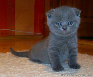 Срочно продаются шотландские котята!!! #187041