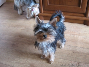 комочек любви йоркширский терьер #202377