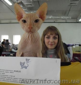 Вязка,  донской сфинкс кремового окраса #193451