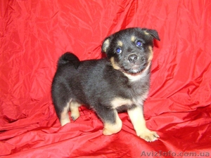 Милые щенки ищут своих хозяев #196615