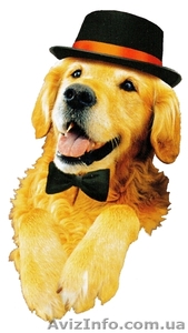 Новинка в Украине! Корм для собак и кошек #187004