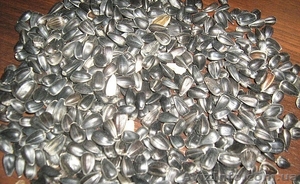 продажа семян кондитерского подсолнуха #216336