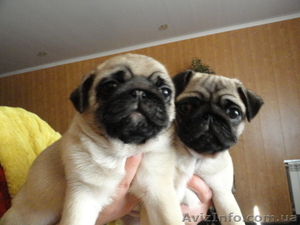Щенки мопса.Девочки 2 мес #209146