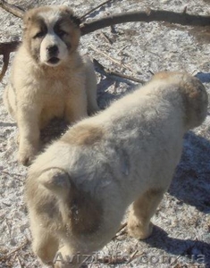 Продаются щенки среднеазиатской овчарки. #190729