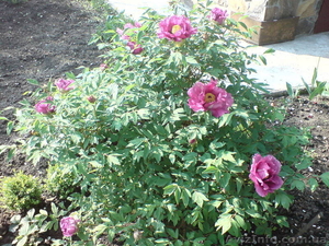 Пион древовидный   Paeonia suffruticosa #207094