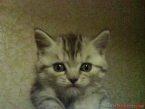 плюшевые котята  вискасного окраса #204306