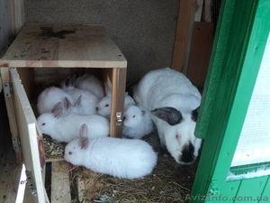 Породистые кролики #195159