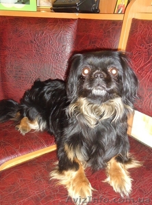 Девочка порода карликовый  пекинес приглашает мальчика,  Одесса #199260