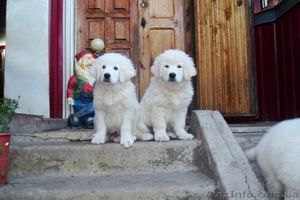 Польская подгалянская овчарка #197942