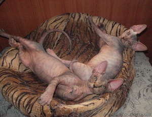 Канадский  сфинкс,  котята #197456