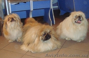 Продам щенков пекинеса,  разные окрасы #195435