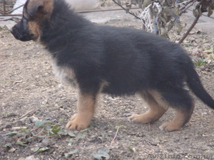  немецкая овчарка #209392