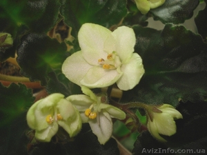 Фиалки цветущие 100 сортов #197236