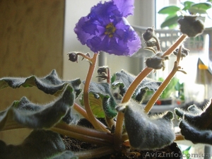 Ещё фиалки цветущие 100 сортов #197261