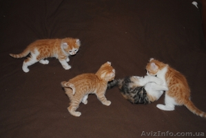 котята породы американский керл #199180