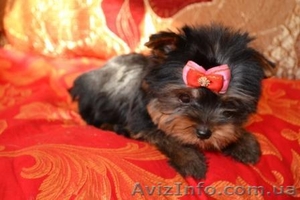 Щенки йоркширского терьера супер-мини #196547