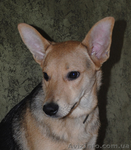 Метис овчарки,  6 месяцев,  но средняя. #198033