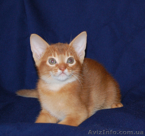 Абиссинские котята окраса фавн и соррель #192892