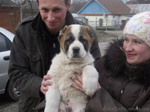 Среднеазиатская овчарка (алабай) #89849