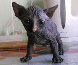 ПРОДАЮ КАНАДСКОГО СФИНКСА  #189550