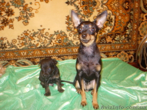 Продам щенков Той-Терьера! #211444