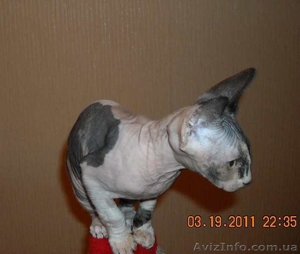 Продаются котята породы канадский сфинкс #206266