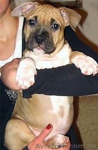 Американский стаффордширский терьер. Щенки. #204886