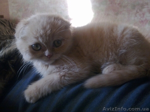 продам шотландского вислоухого котенка #212435