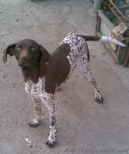 Подарю щенка курцхаара #203204