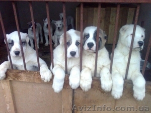 Щенки Алабая  от чемпиона продажа #212271