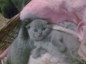 Шотландская вислоухая (скоттиш-фолд) кошечка,  лилового окраса #184632