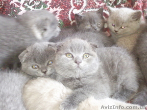 Британские и вислоухие котята #196237