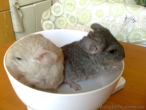 шиншилят #209684