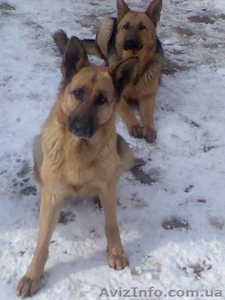 Отличные щенки немецкой овчарки. #200360