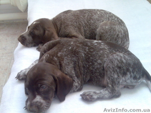 Щенки курцхаара. #179415
