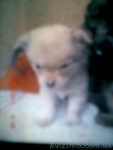 щенки чихуахуа и других пород #188534