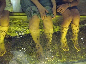 Garra rufa - рыба доктор для SPA салонов и лечения псориаза #209541