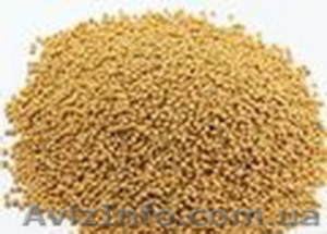 Продам горчицу белую чешский сорт  #200637