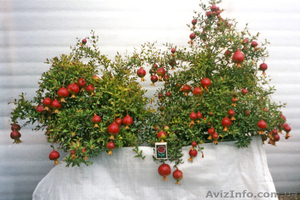 Экзотические растения  #190174